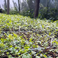 Corrary tree nursery growing seedlings