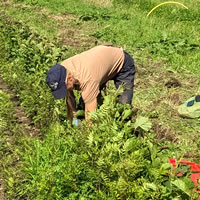 Corrary tree nursery husbandery